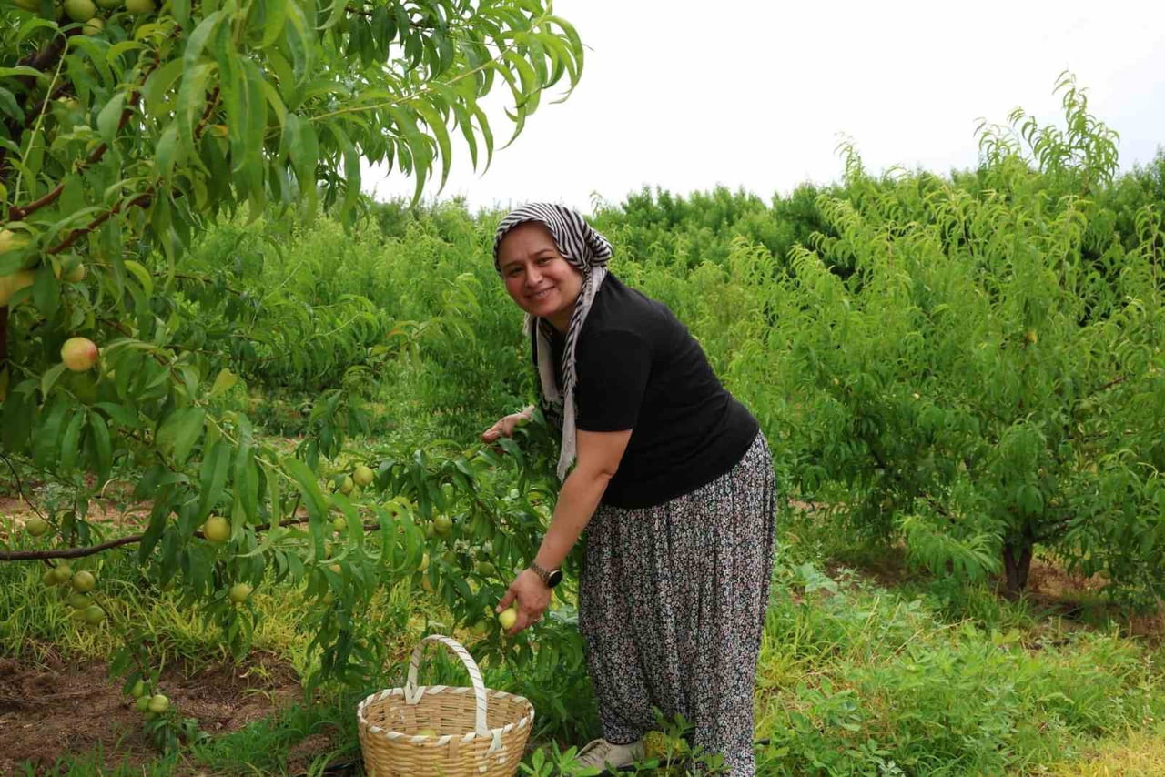 ÇANAKKALE'NİN BAYRAMİÇ İLÇESİNDE COĞRAFİ TESCİLLİ BAYRAMİÇ BEYAZININ HASADI BAŞLADI.