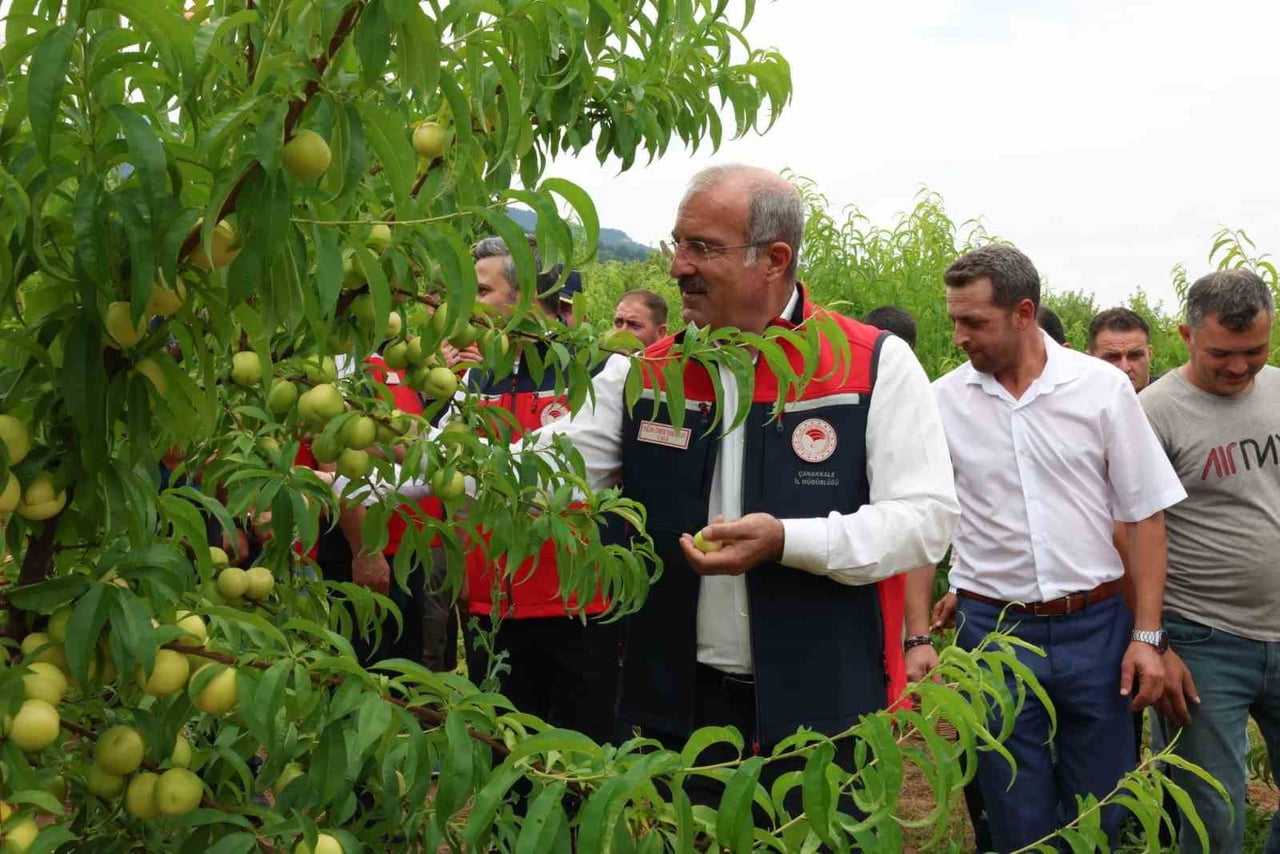 ÇANAKKALE'NİN BAYRAMİÇ İLÇESİNDE COĞRAFİ TESCİLLİ BAYRAMİÇ BEYAZININ HASADI BAŞLADI.