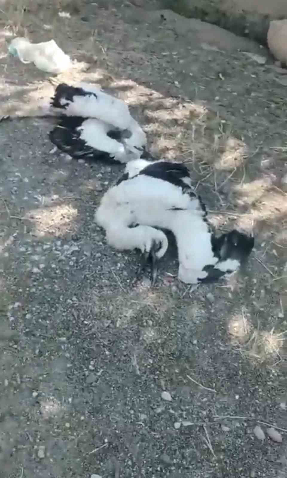 ÇANKIRI'DA EVİNİN BAHÇESİNDEKİ AĞACA YUVA YAPAN LEYLEKLERİ ÖLÜ BULAN VATANDAŞ, "SİZE SAHİP...