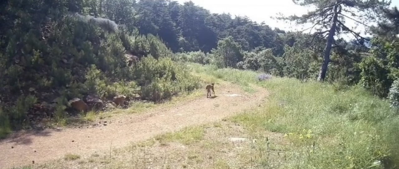 ÇANKIRI’DA DOĞAYA YERLEŞTİRİLEN FOTOKAPAN KAMERALAR, NESLİ TÜKENME TEHLİKESİ ALTINDAKİ VAŞAKLARI...