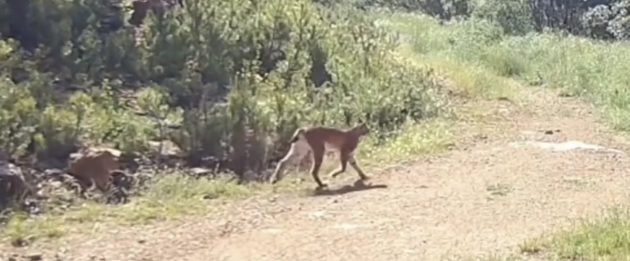 ÇANKIRI’DA DOĞAYA YERLEŞTİRİLEN FOTOKAPAN KAMERALAR, NESLİ TÜKENME TEHLİKESİ ALTINDAKİ VAŞAKLARI...