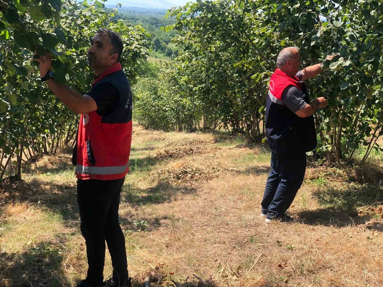 ÇARŞAMBA İLÇE TARIM VE ORMAN MÜDÜRLÜĞÜ, FINDIK BAŞTA OLMAK ÜZERE TARIMSAL ÜRETİM ALANLARINDA...