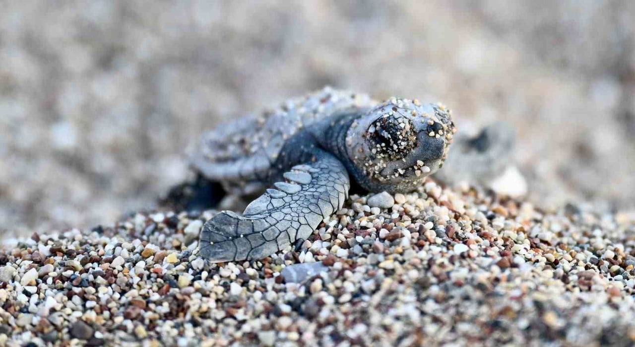 ÇIRALI PLAJI'NDA CARETTA CARETTA YAVRULARININ GÜVENLE DENİZLE BULUŞMASINA YÖNELİK FARKINDALIK...