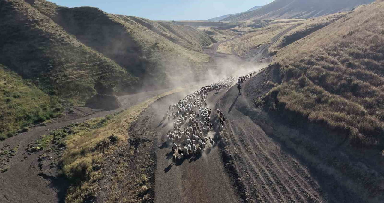 ÇOBANLAR VE YÜZLERCE KOYUNDAN OLUŞAN SÜRÜLER, GÜNDE İKİ KEZ YAKLAŞIK 15 KİLOMETRELİK TOPRAK YOLU...