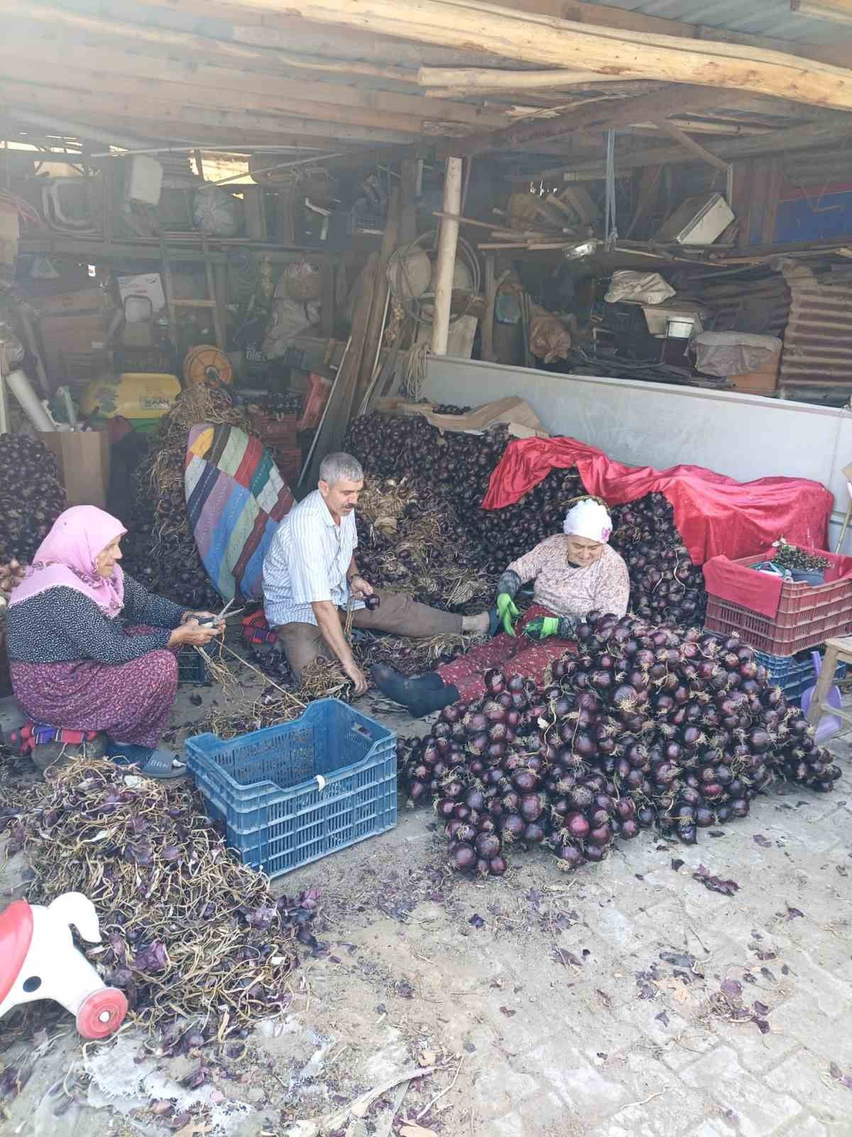 COĞRAFİ İŞARETLİ KAPIDAĞ MOR SOĞANINDA HASADI TAMAMLANDI