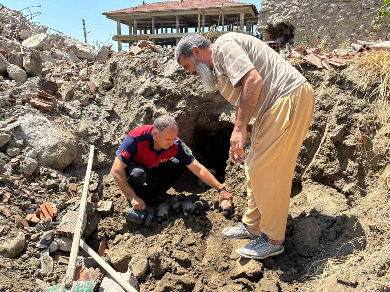 ÇORUM'UN SUNGURLU İLÇESİNDE YIKIM İŞLEMLERİ DEVAM EDEN ESKİ BİR BİNADA MAHSUR KALAN 8 YAVRU KÖPEK...