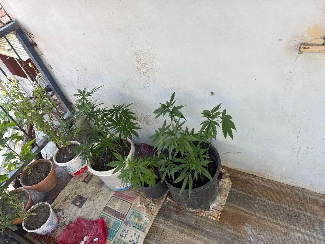 ÇORUM’UN İSKİLİP İLÇESİNDE POLİS EKİPLERİ TARAFINDAN OPERASYON DÜZENLENEN EVDE 21 KÖK KENEVİR ELE...