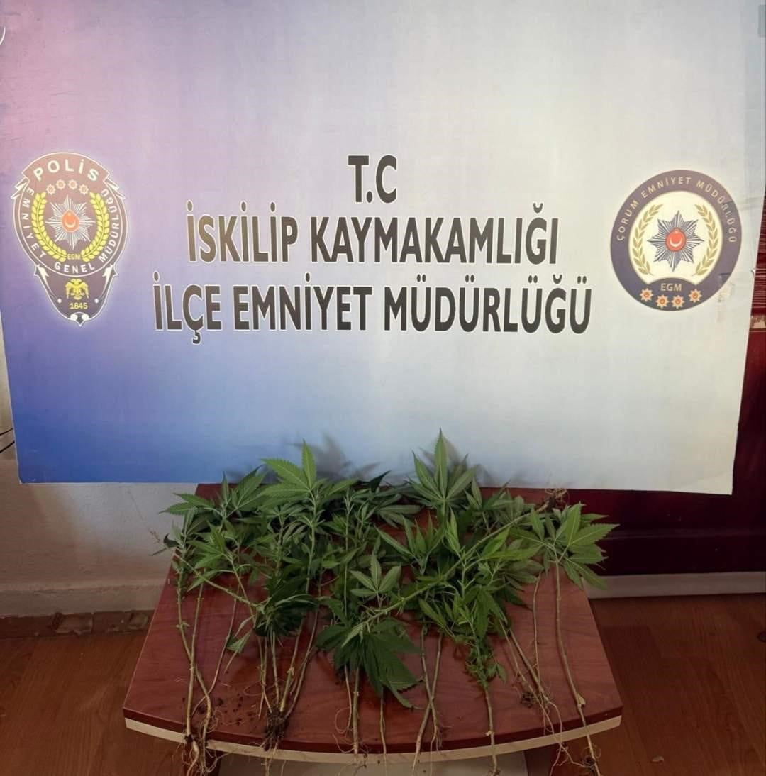 ÇORUM’UN İSKİLİP İLÇESİNDE POLİS EKİPLERİ TARAFINDAN OPERASYON DÜZENLENEN EVDE 21 KÖK KENEVİR ELE...