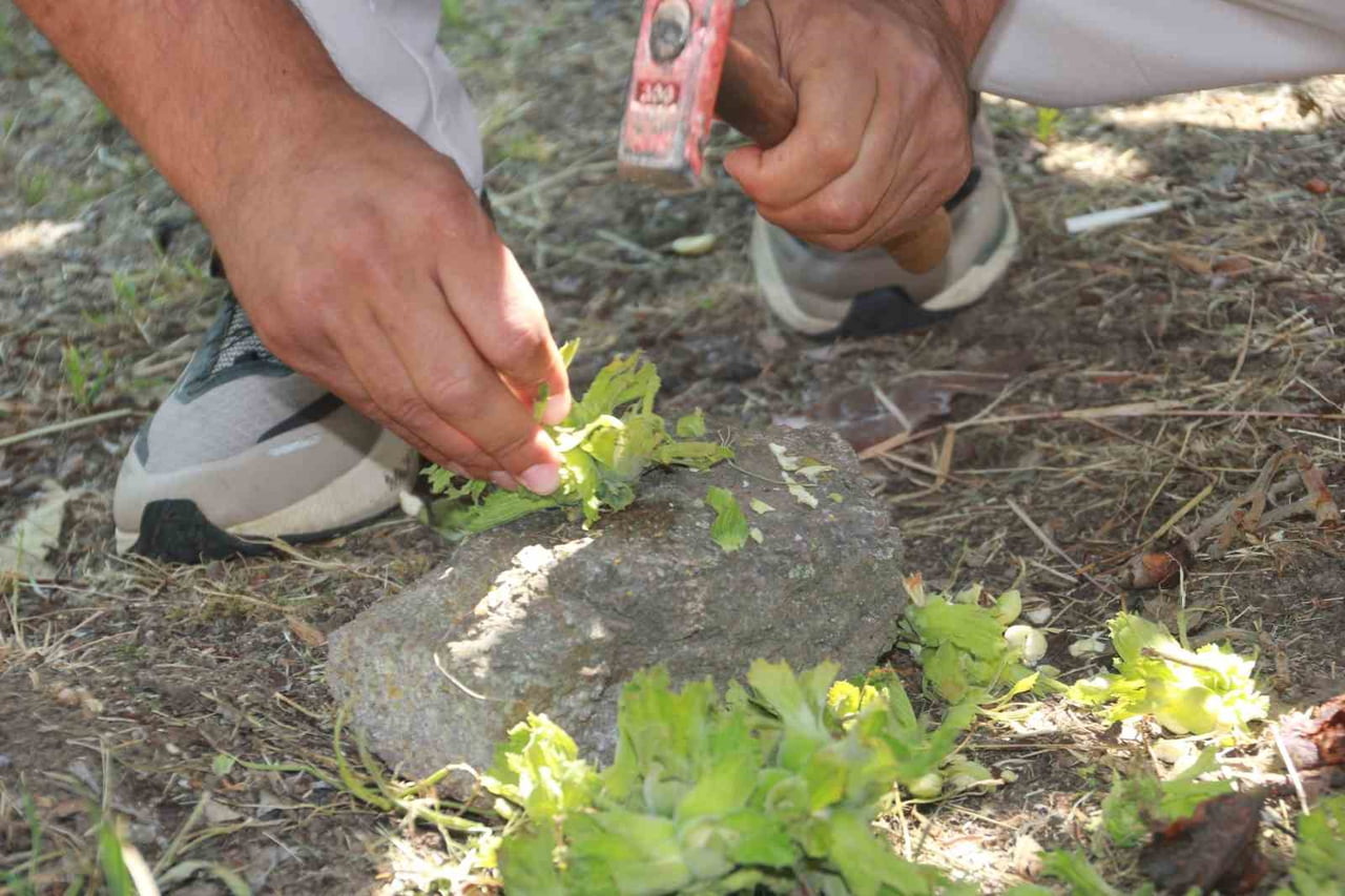 ÇOTANAKLARIN KIRILIP SAYMA İŞLEMLERİ