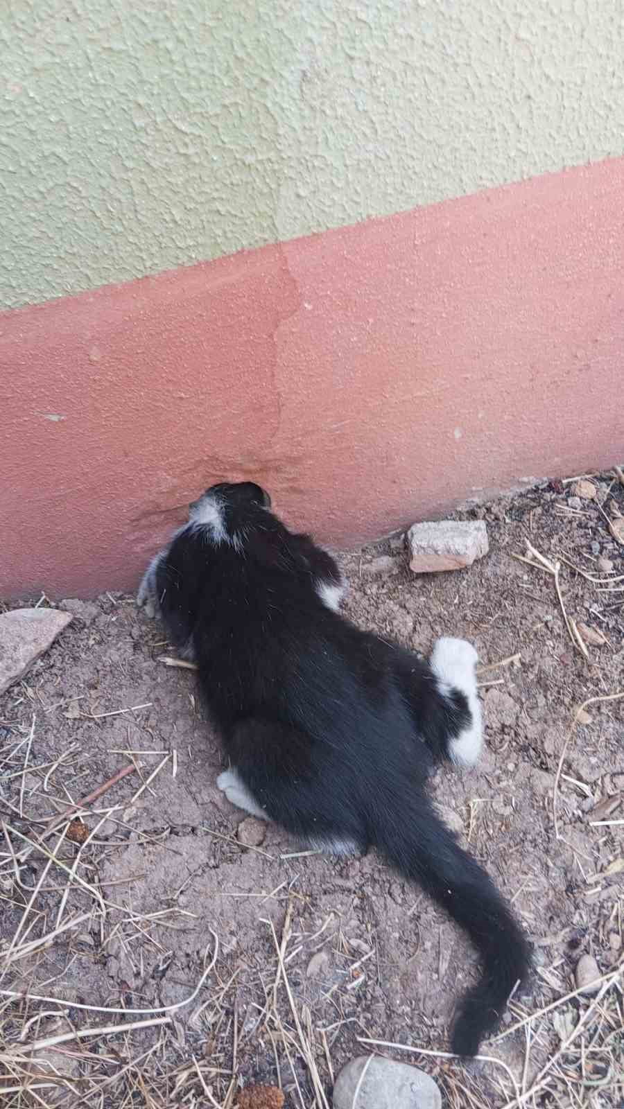 CUMHURİYET MAHALLESİ’NDE BAŞI TRAFO DELİĞİNE SIKIŞAN KEDİ, İTFAİYENİN MÜDAHALESİYLE...