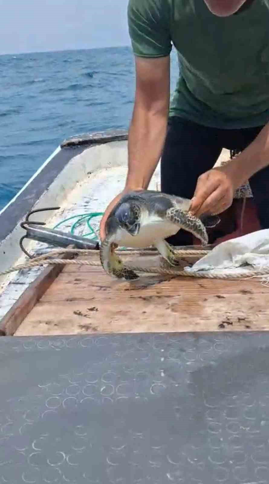 ÇUVALA DOLANAN CARETTA CARETTAYI KURTARAN YÜKSEL, KAPLUMBAĞAYI DENİZE BIRAKTI.