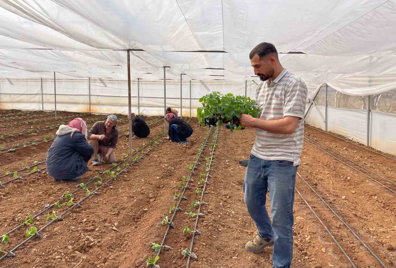 DAHA ÖNCE FARKLI İLLERE MEVSİMLİK İŞÇİ OLARAK ÇALIŞMAYA GİDEN SURUÇLULAR, ŞİMDİ ARTIK KENDİ...