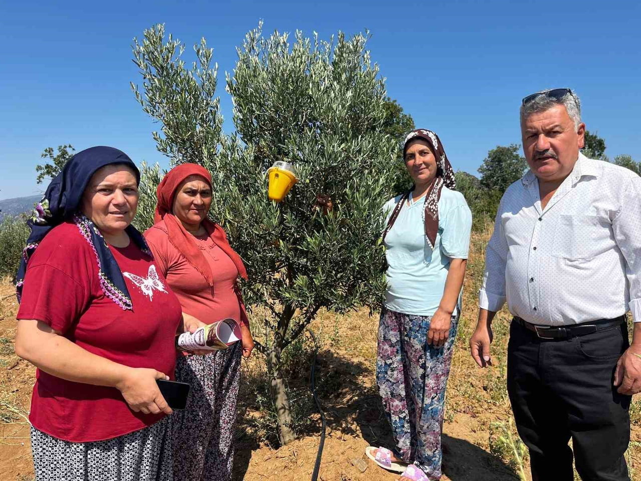 DENİZLİ’NİN BULDAN İLÇESİNDE ZEYTİN ÜRETİCİLERİNE, ZEYTİN SİNEĞİYLE KİMYASAL İLAÇ KULLANMADAN...