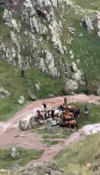 DERE KENARINDA OTLAYAN BÜYÜKBAŞ HAYVANLAR YÜKSELEN SEL SULARINA KAPILIRKEN, OLAYIN İHBAR EDİLMESİ...