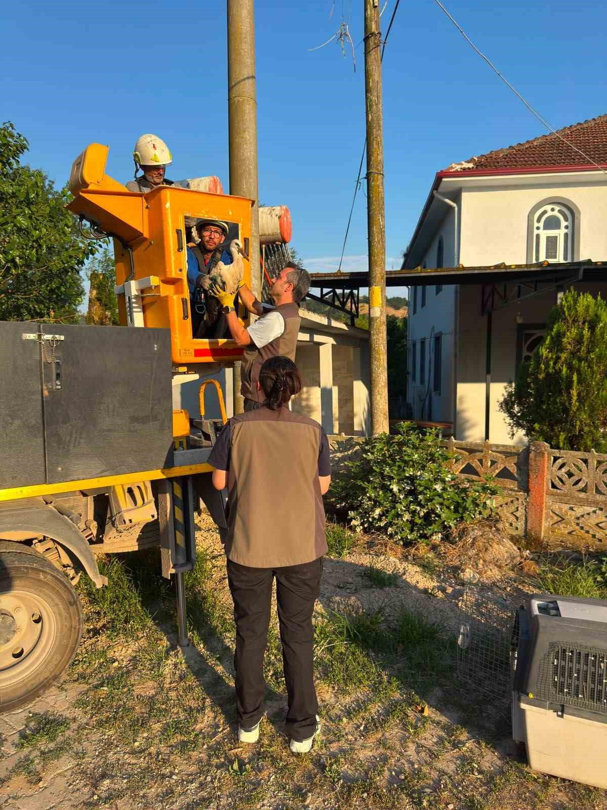 DERİNCE İLÇESİNDE ELEKTRİK DİREĞİNDEKİ YUVADA SAHİPSİZ KALAN 4 YAVRU LEYLEK KORUMA ALTINA...
