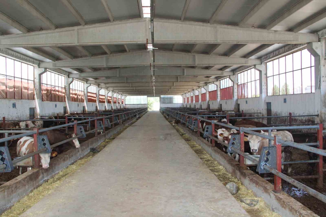 DEVLET DESTEĞİYLE BİNGÖL'DE KURULAN MODERN BESİ ÇİFTLİĞİNDE 250 BAŞ KAPASİTEYLE ÜRETİM...