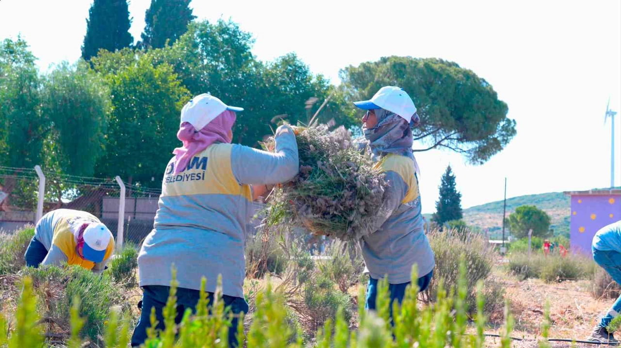 DİDİM BELEDİYESİ, AKKÖY TIBBİ AROMATİK BİTKİLER VE SÜS BİTKİLERİ FİDANLIĞI'NDA YÜRÜTTÜĞÜ ÜRETİM...