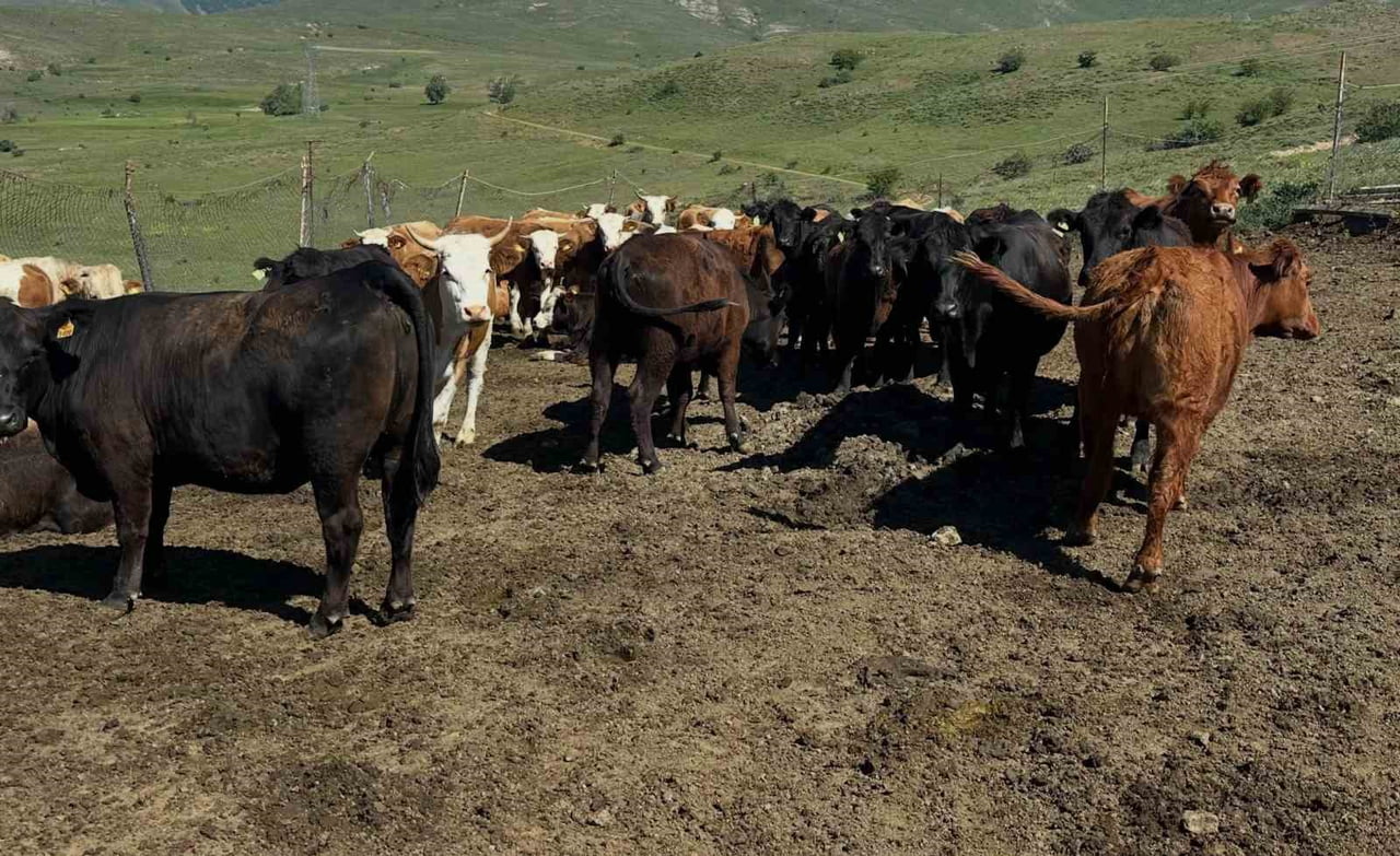 DINTEPE'DE İTHAL BESİLİK SIĞIRLARDA KARANTİNA VE SAĞLIK KONTROLLERİ YAPILIYOR