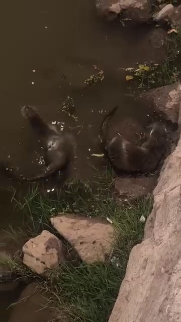 DİYARBAKIR'DA DİCLE NEHRİ'NDE SU SAMURLARI GÖRÜNTÜLENDİ.