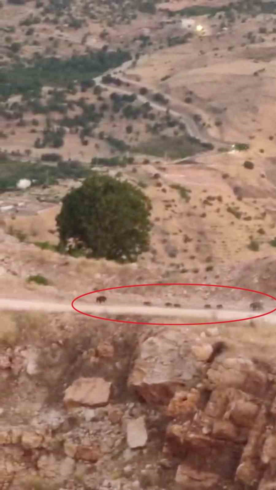 DİYARBAKIR'IN ÇERMİK İLÇESİNDE DOMUZ SÜRÜSÜ GÖRÜNTÜLENDİ.