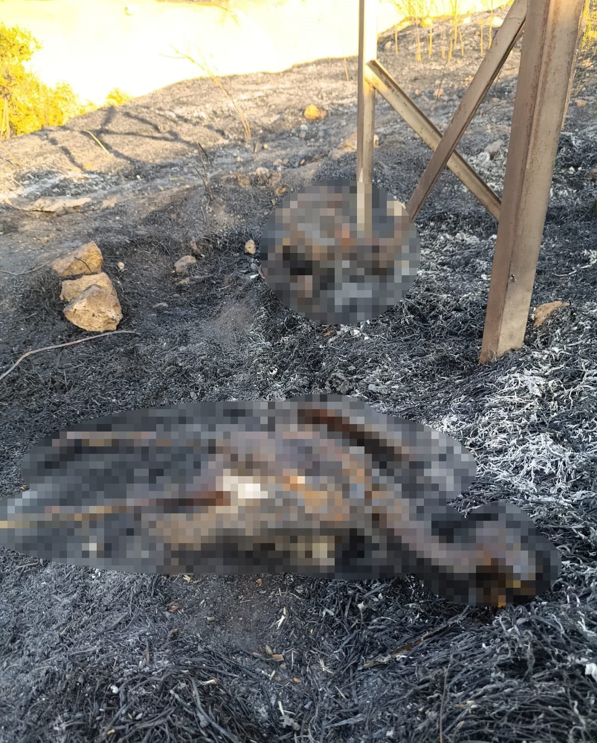 DİYARBAKIR'IN ÇINAR İLÇESİNDE MEYDANA GELEN ANIZ VE ÖRTÜ YANGININDA DİREKTE BULUNAN İKİ LEYLEK...