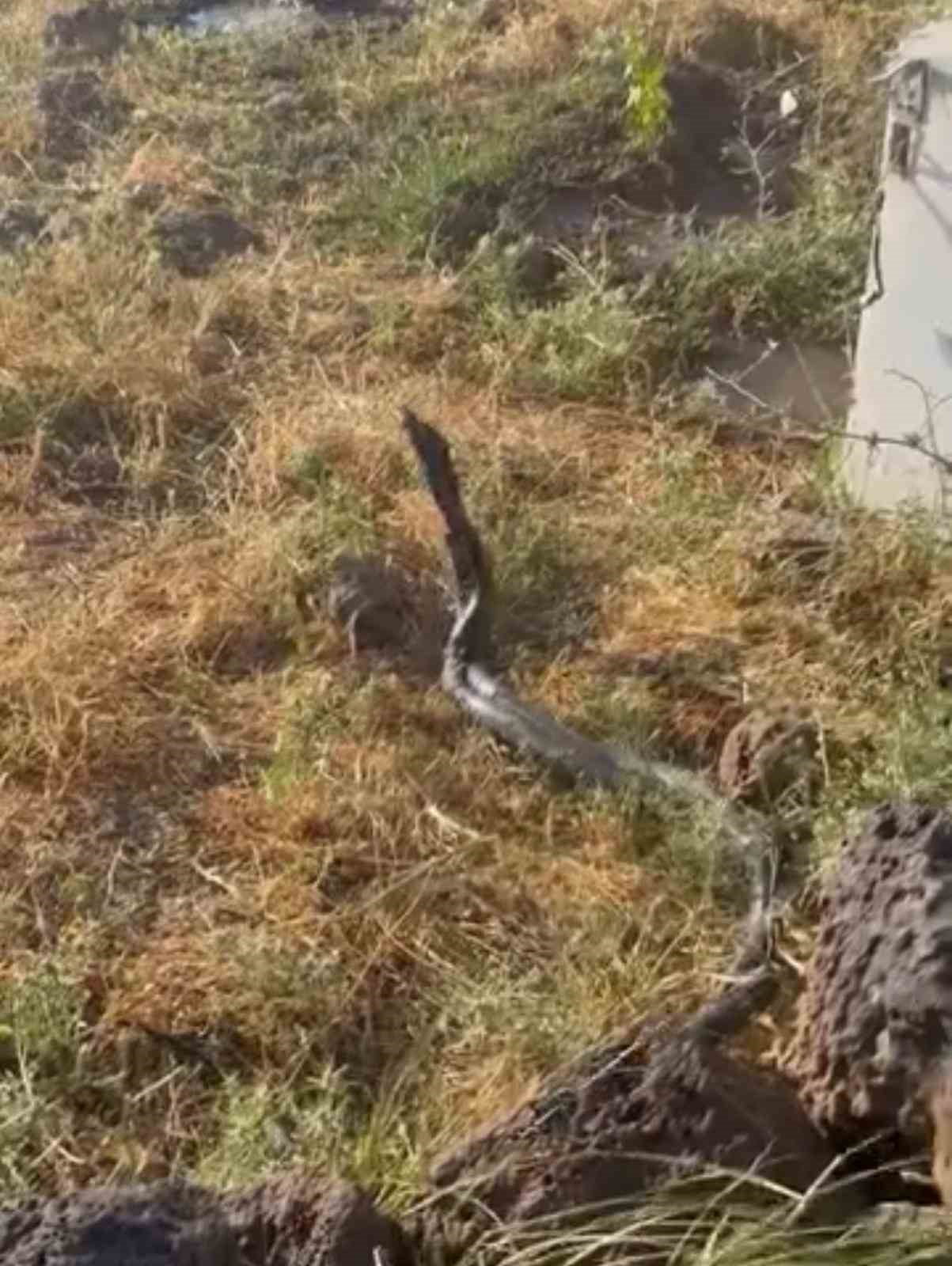 DİYARBAKIR'IN ÇINAR İLÇESİNDE SICAK HAVAYLA BİRLİKTE ORTAYA ÇIKAN YAKLAŞIK ÜÇ METRE UZUNLUĞUNDAKİ...
