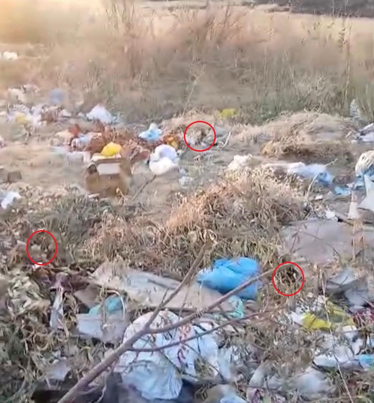 DİYARBAKIR’DA BOŞ ARAZİDE BİRİKEN ÇÖPLER FARE İSTİLASINA NEDEN OLDU. VATANDAŞLAR ÇÖPLÜKTE DOLAŞAN...