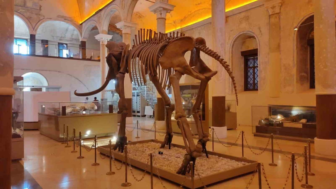DOĞA TARİHİ MÜZESİ