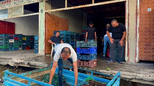 Dünya sofralarını süsleyen 'Napolyon' kirazda bereket yaşanıyor