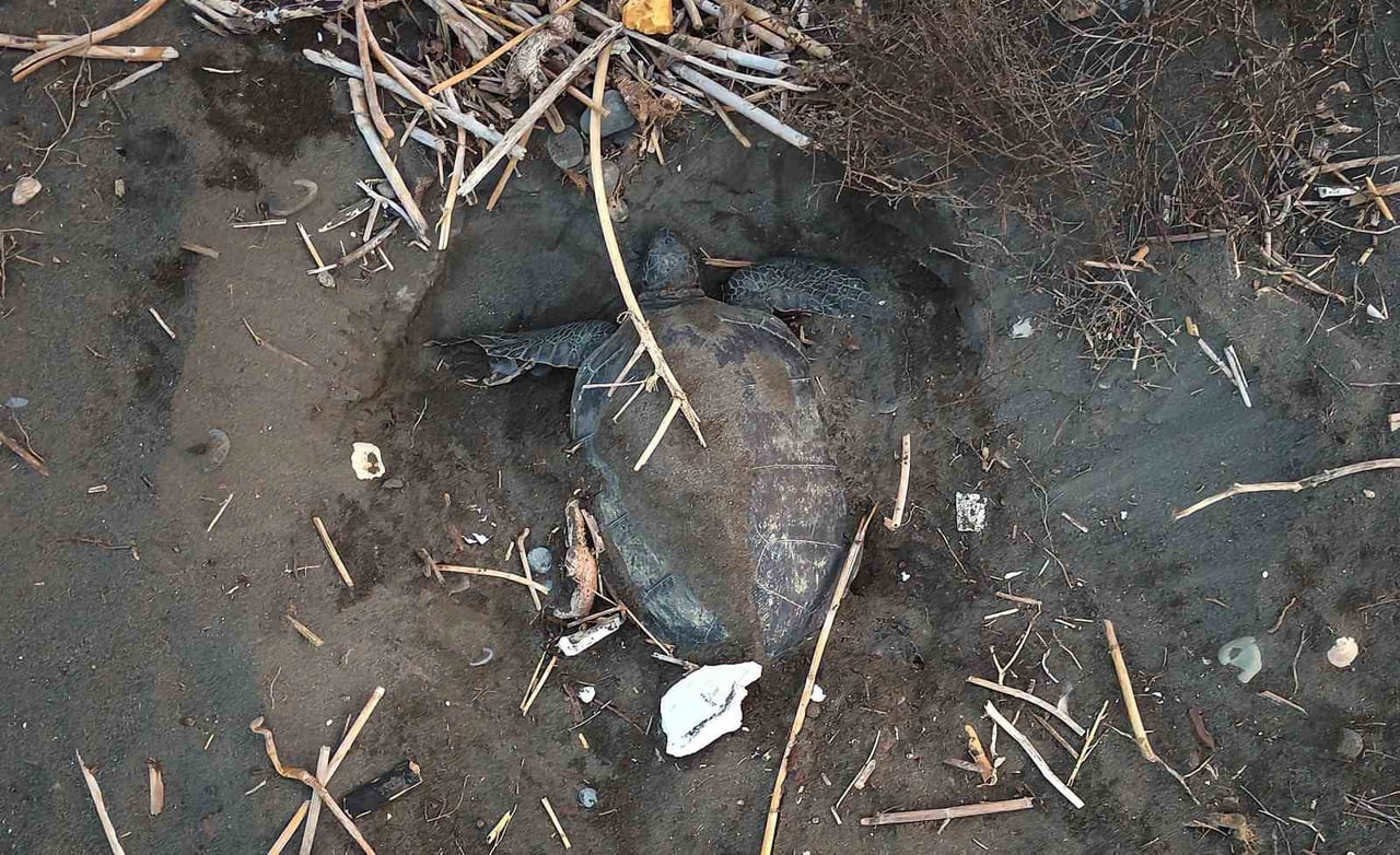 DÜNYADA NESLİ TEHLİKE ALTINDA OLDUĞU İÇİN KORUMA ALTINDA BULUNAN DENİZ KAPLUMBAĞALARININ YUVALAMA...