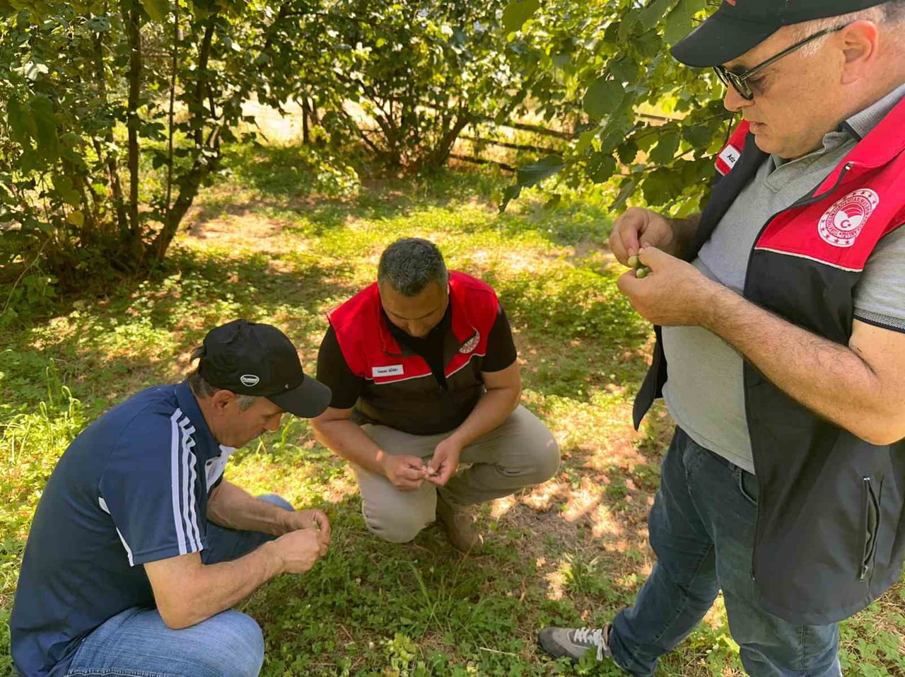 DÜZCE'DE 2026 YILI FINDIK REKOLTE TESPİT ÇALIŞMALARI KAYNAŞLI İLÇESİNDE BAŞLADI. BAHÇELERDE...