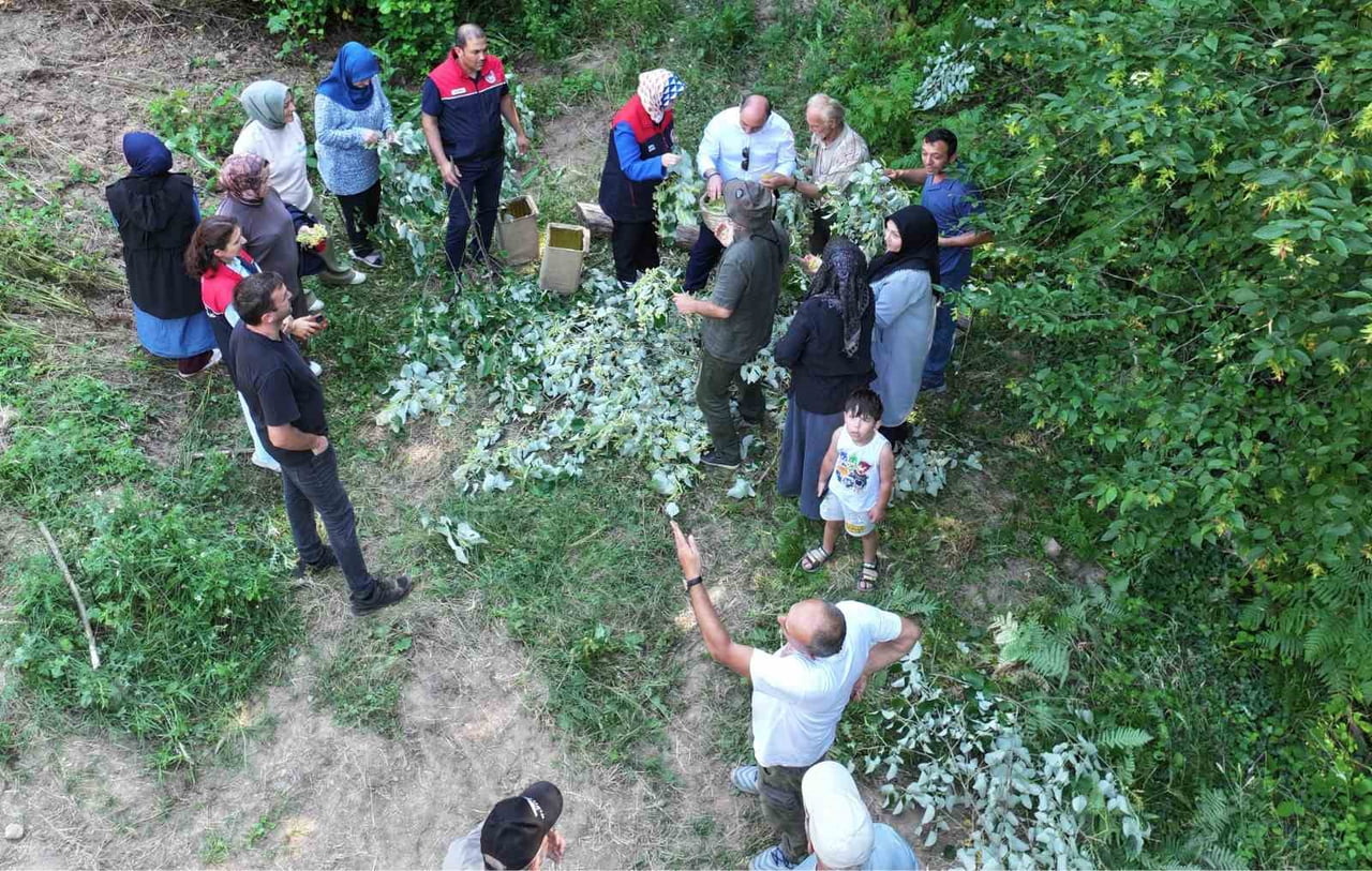 DÜZCE MERKEZ'E BAĞLI GÜVEN KÖYÜ'NDE DOĞAL FLORANIN ÖNEMLİ ÜRÜNLERİNDEN BİRİ OLAN IHLAMURUN HASADI...