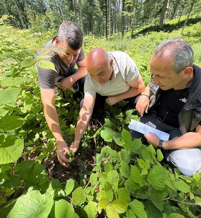 DÜZCE’NİN AKÇAKOCA İLÇESİNDE ORMAN İŞLETME MÜDÜRLÜĞÜ SORUMLULUK SAHASINDA YÜRÜTÜLEN GENÇLİK BAKIM...