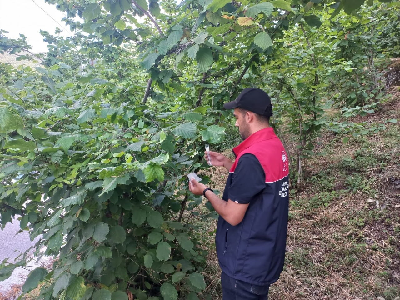 DÜZCE’NİN KAYNAŞLI İLÇESİNDE KAHVERENGİ KOKARCAYA KARŞI BİYOLOJİK MÜCADELE DAHİLİNDE YENİ SAMURAY...