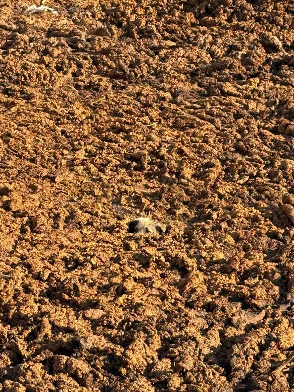 EDİNİLEN BİLGİYE GÖRE, NUSRATİYE MAHALLESİNDE HAYVAN AHIRININ GÜBRE ÇUKURUNDA BİR KÖPEĞİN MAHSUR...