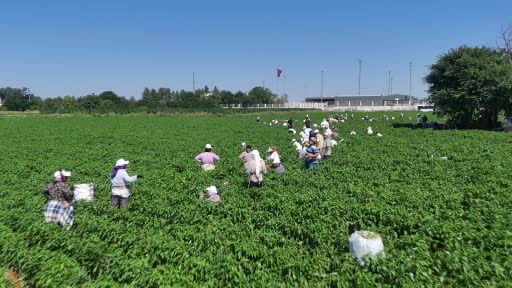 Edirne'de 35 derece sıcağın altında acı biber hasat mesaisi başladı