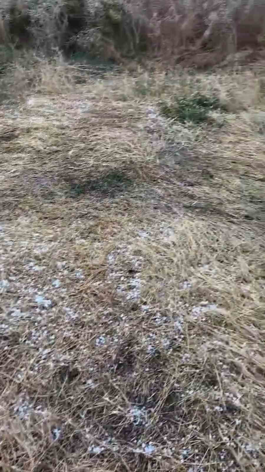 EDİRNE'DE DOLU YAĞIŞI KANOLA TARLALARINA ZARAR VERDİ