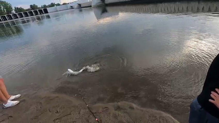 EDİRNE'DE MERİÇ NEHRİ'NDE BALIK TUTAN VATANDAŞLAR, OLTAYA TAKILAN DEV TURNA BALIĞI NEDENİYLE...
