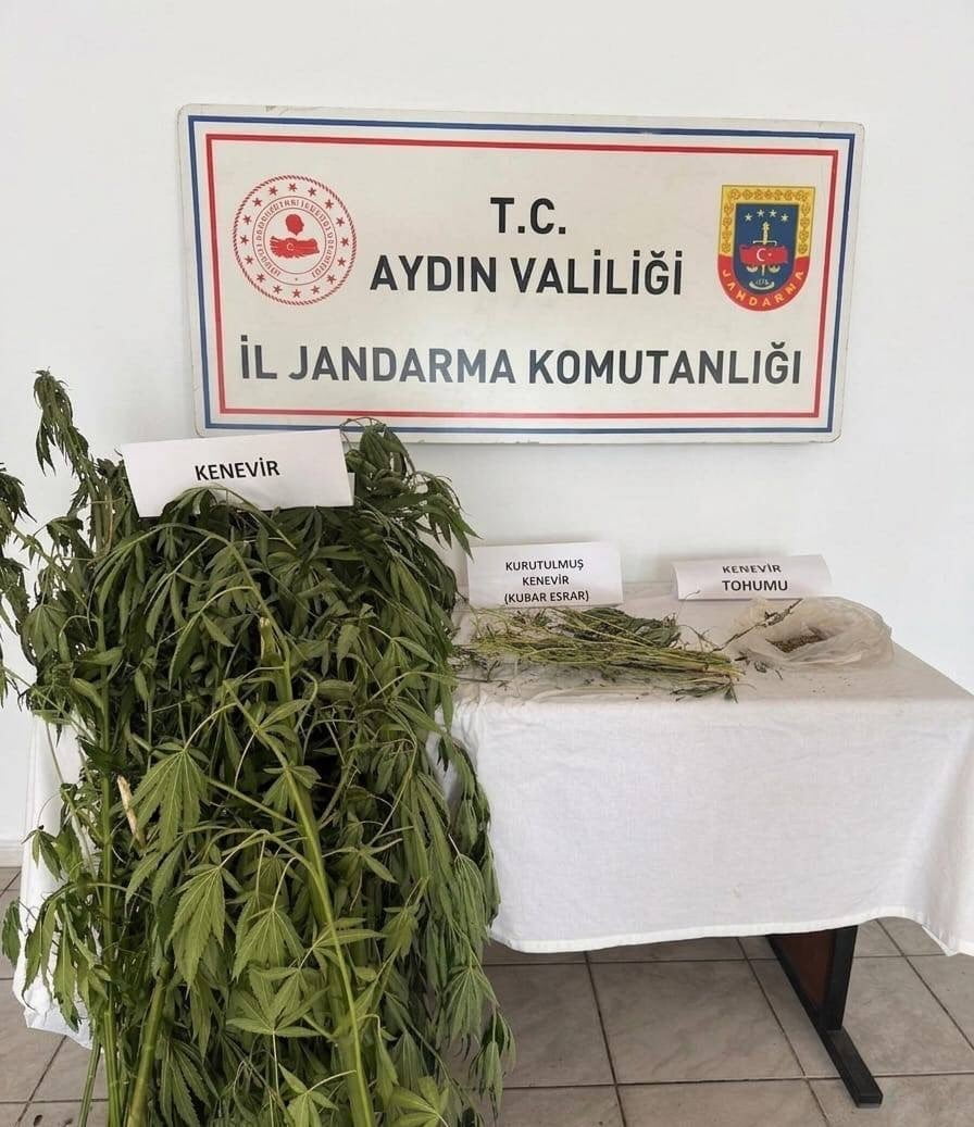 EFELER’DE KENEVİR OPERASYONU