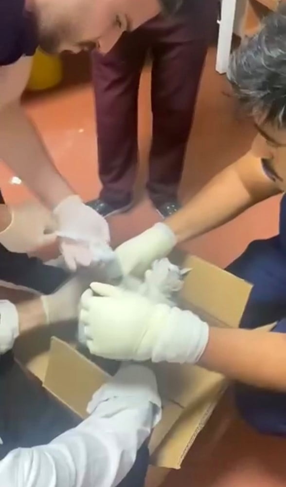 ELAZIĞ'DA BACAĞI KIRIK HALDE BULUNAN SOKAK KEDİSİ, SAĞLIKÇILAR TARAFINDAN ACİL SERVİS ÜNİTESİNDE...