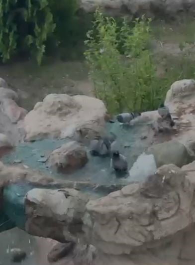 ELAZIĞ'DA KAVURUCU SICAKTAN BUNALAN GÜVERCİNLER SUYLA SERİNLEDİ