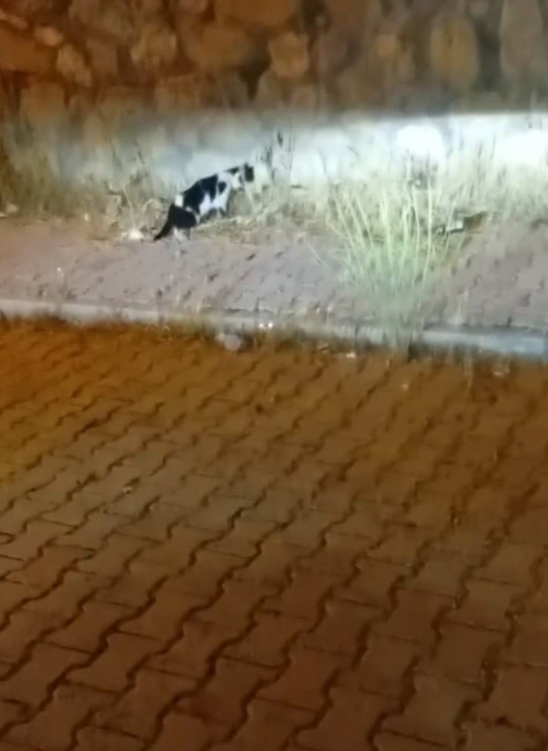 ELAZIĞ'DA  KEDİ İLE YILANIN MÜCADELESİNE  KADININ YORUMU GÜLÜMSETTİ