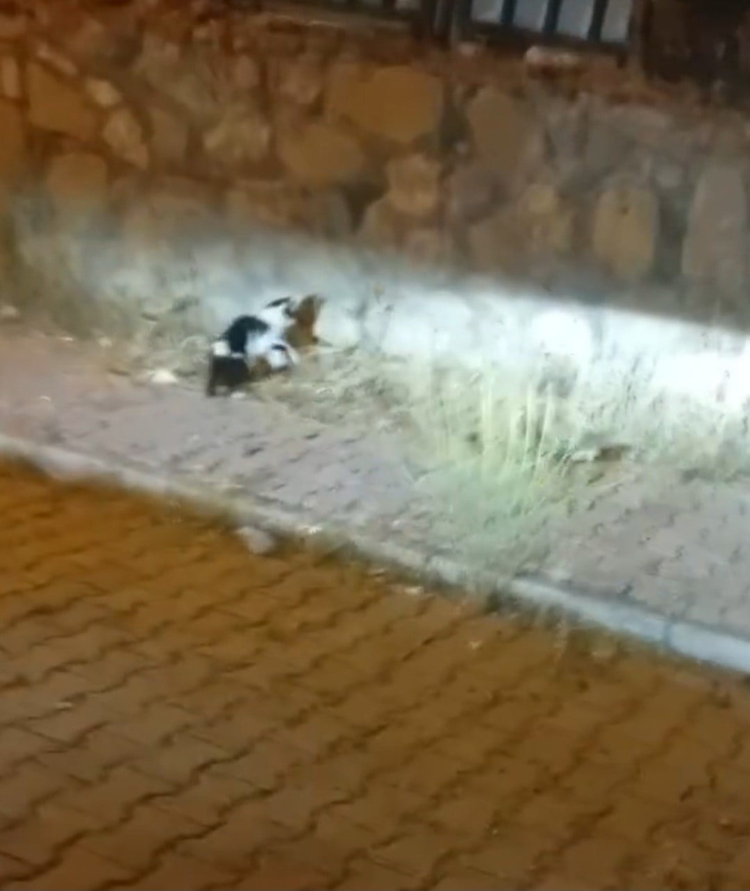 ELAZIĞ'DA  KEDİ İLE YILANIN MÜCADELESİNE  KADININ YORUMU GÜLÜMSETTİ