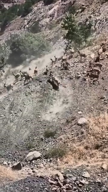 ELAZIĞ'IN PALU İLÇESİNDE SÜRÜ HALİNDE DAĞ KEÇİLERİ GÖRÜNTÜLENDİ