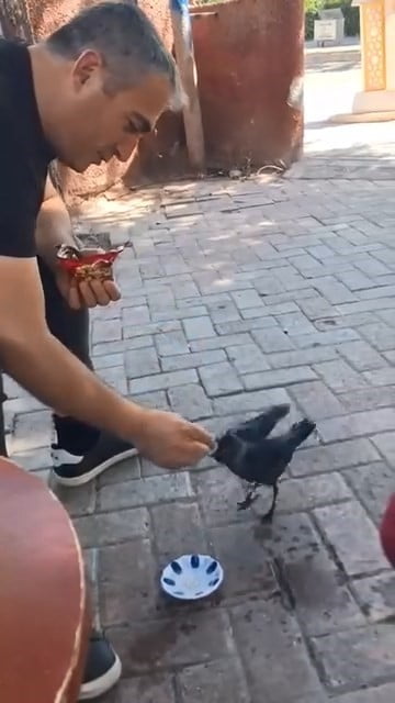 ELAZIĞ’DA AÇLIKTAN DOLAYI BİTKİN DÜŞEN YAVRU KARGA, BİR ÇAY OCAĞININ BULUNDUĞU BÖLGEYE GELDİ....