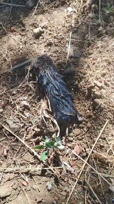ELAZIĞ’DA BİR ÇİFTÇİ TARAFINDAN KÖR FARE GÖRÜNTÜLENDİ.