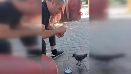 Elazığ’da bir vatandaş, kargayı elleriyle besledi