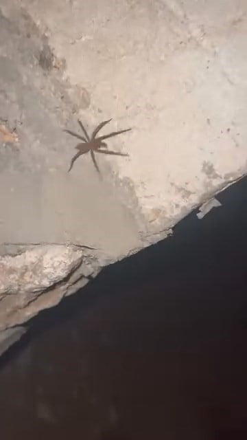 ELAZIĞ’DA HAVALARIN ISINMASIYLA BİRLİKTE ET YİYEN ZEHİRLİ SARIKIZ ÖRÜMCEĞİ...