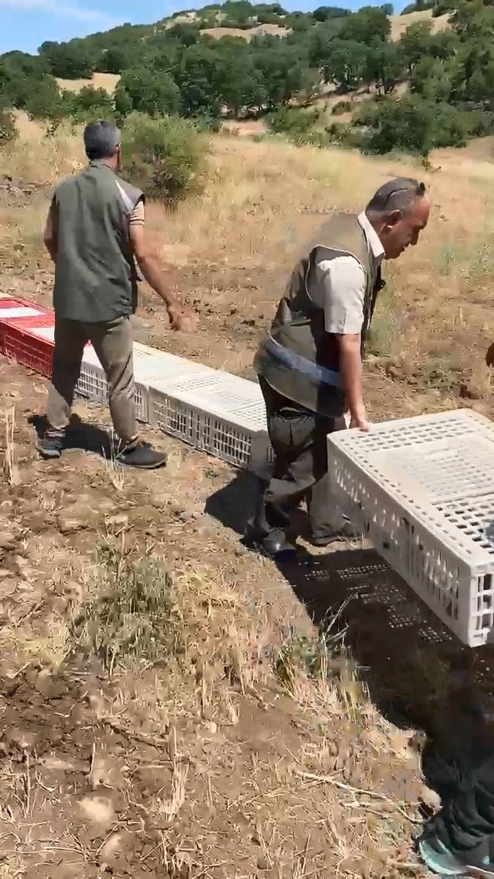 ELAZIĞ’DA KENEYLE MÜCADELE KAPSAMINDA, 300 KINALI KEKLİK DOĞAYA BIRAKILDI