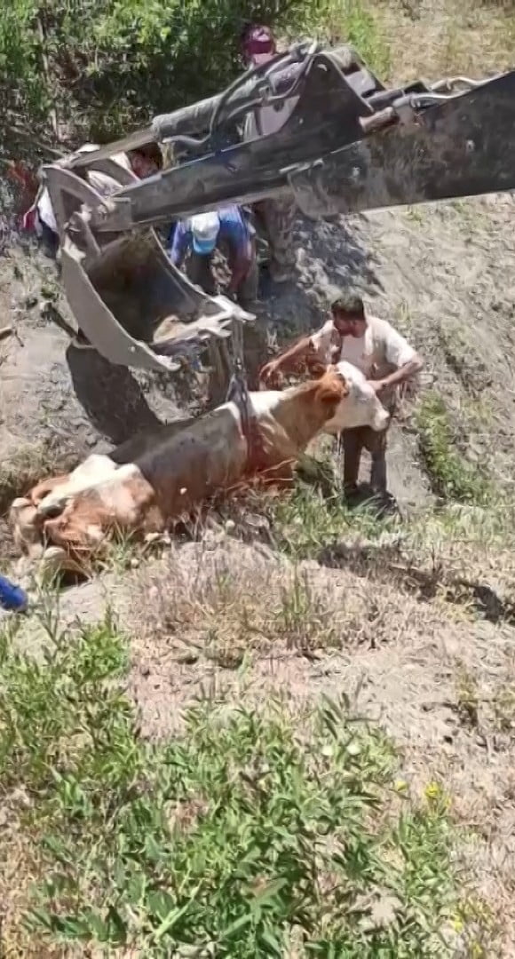 ELAZIĞ’DA UÇURUMDAN YUVARLANAN İNEK, İL ÖZEL İDARESİ EKİPLERİ TARAFINDAN İŞ MAKİNESİNE BAĞLANAN...
